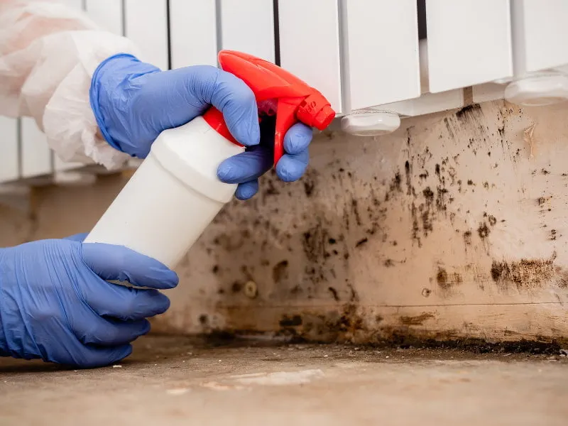 Mold growth being remediated on a wall